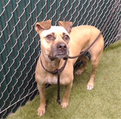 Sunday, a Boxer, available for adoption