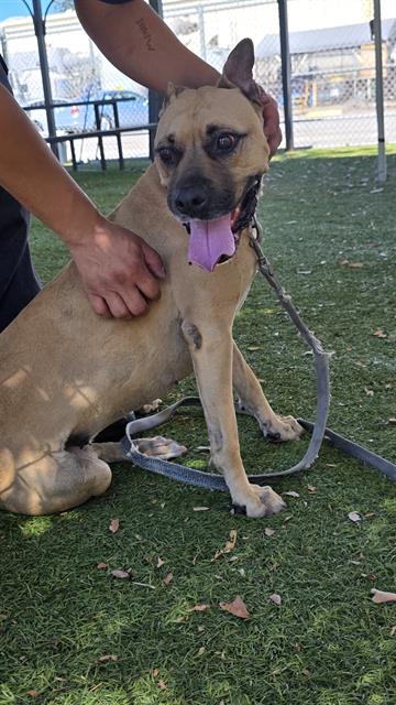 Sunday, a Boxer, available for adoption
