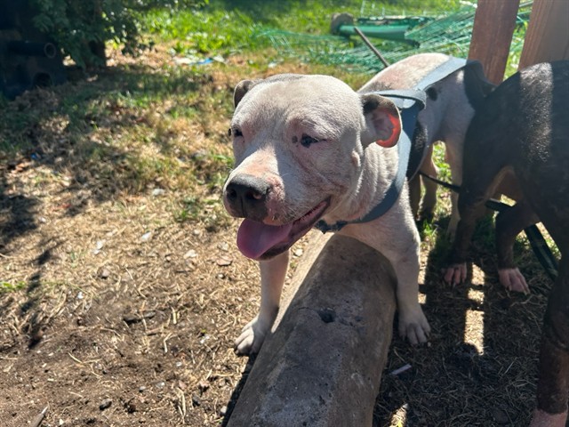 A481664, a Pit Bull Terrier, available for adoption