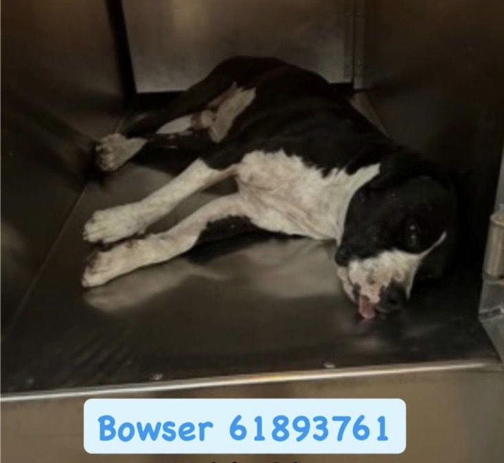Bowser, a Pit Bull Terrier, available for adoption