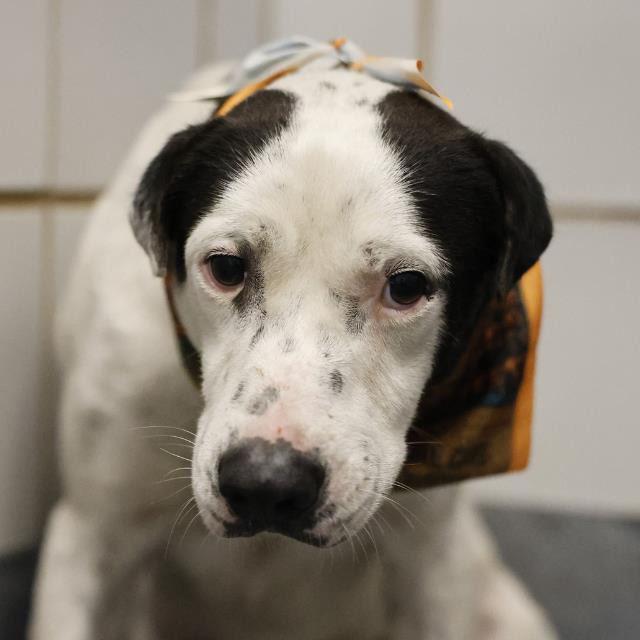 Bingo Boo, a Pointer, available for adoption