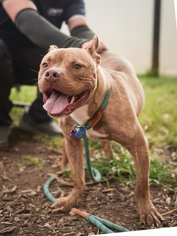Blitzen, a Pit Bull Terrier (mix breed), available for adoption