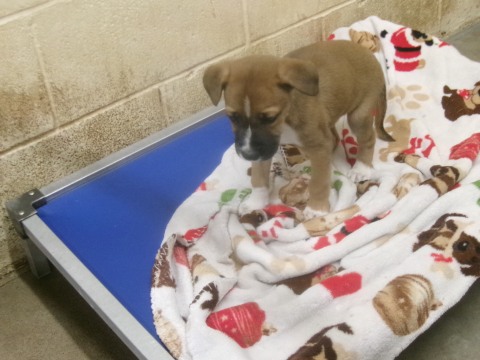 Orobas, a Shepherd (mix breed), available for adoption
