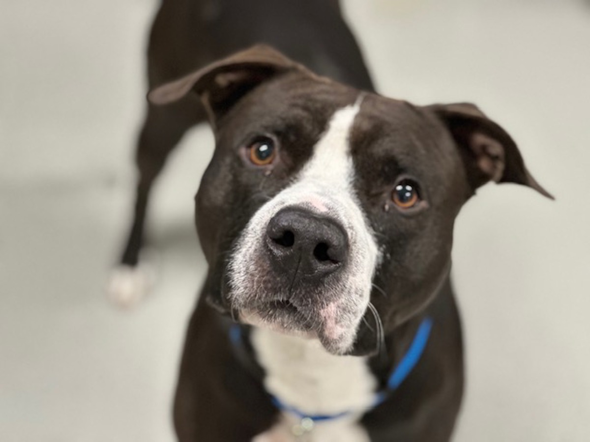 Randy Donut, a Pit Bull Terrier, available for adoption