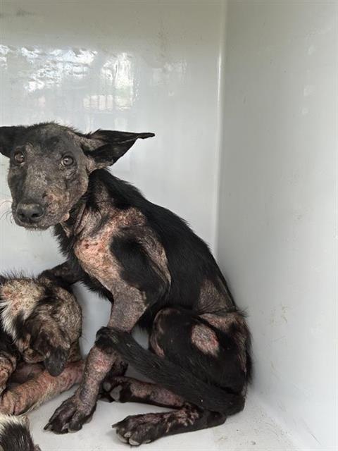 A663446, a Shepherd, available for adoption