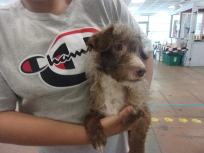 Finch, a Toy Fox Terrier, available for adoption