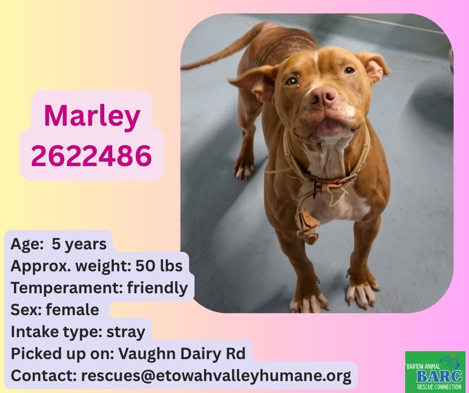 Marley, a American Staffordshire Terrier, available for adoption