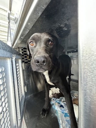 May, a Labrador Retriever, available for adoption