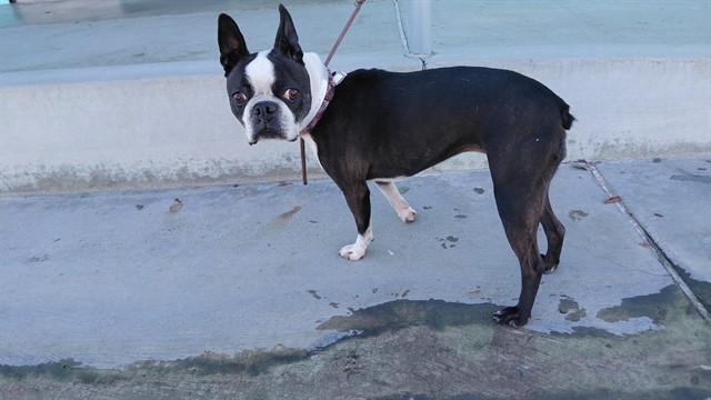 A5807639, a Boston Terrier, available for adoption
