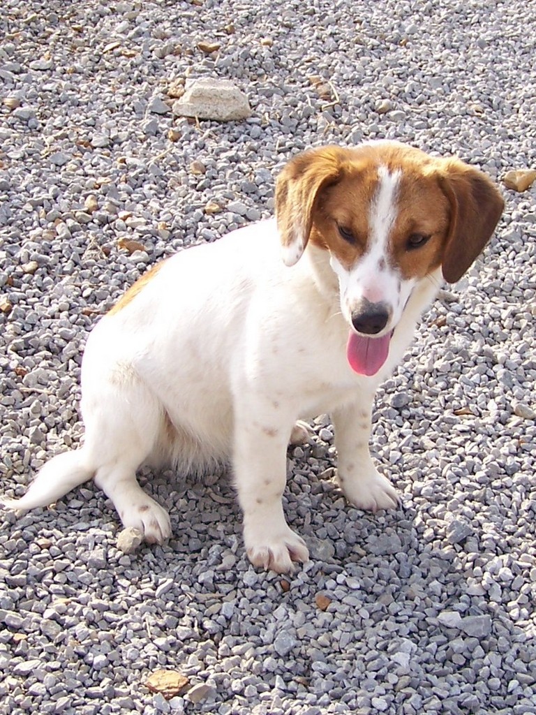 Other Photos of thie Dog