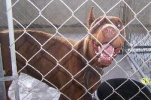 Other Photos of thie Dog