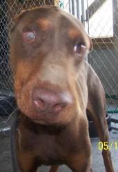 Other Photos of thie Dog