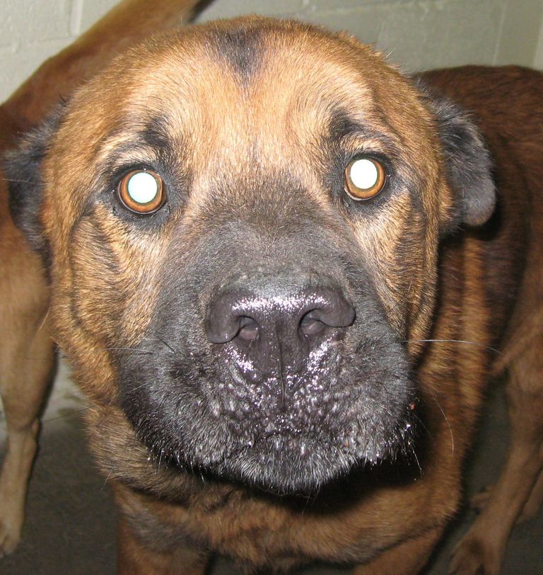 Other Photos of thie Dog