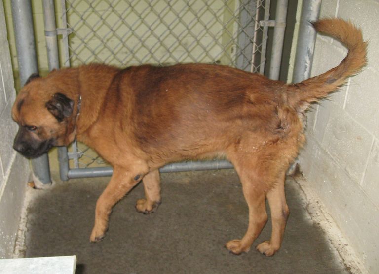 Other Photos of thie Dog