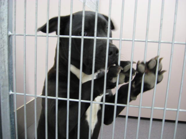 Other Photos of thie Dog