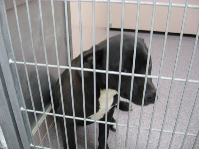 Other Photos of thie Dog