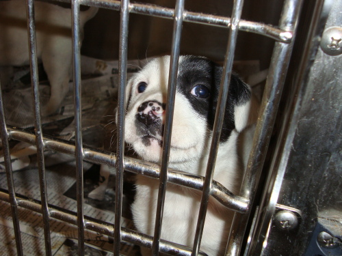 Other Photos of thie Dog