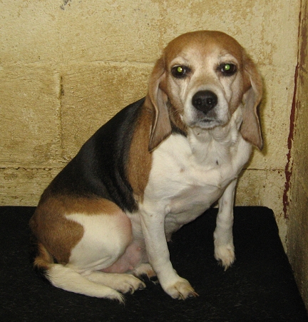 Other Photos of thie Dog