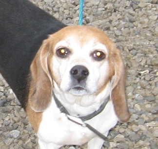 Other Photos of thie Dog