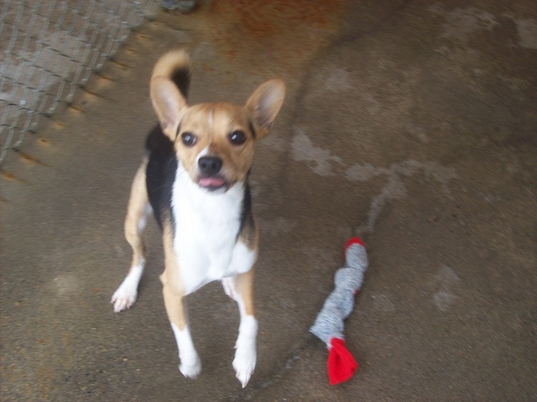 Other Photos of thie Dog
