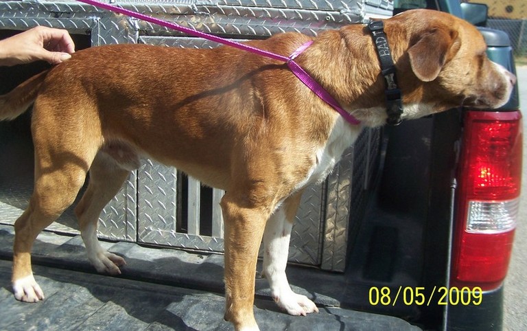 Other Photos of thie Dog