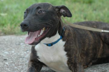 Other Photos of thie Dog