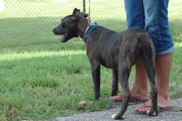 Other Photos of thie Dog