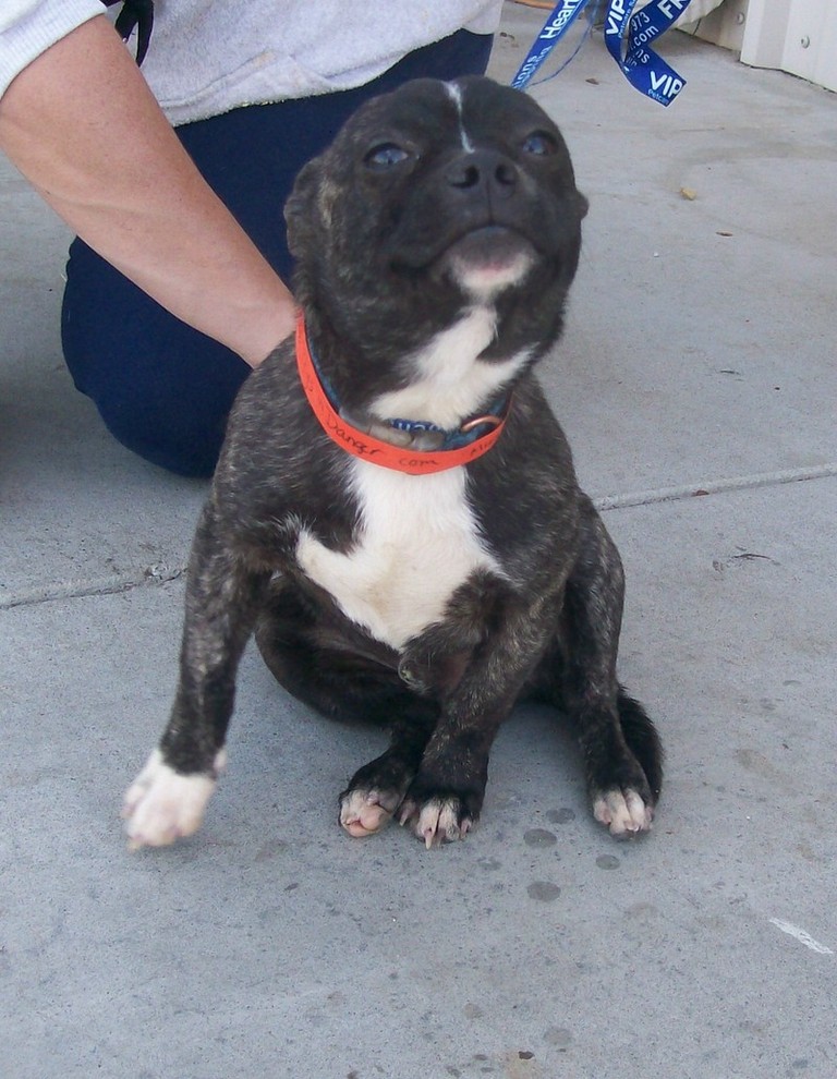 Other Photos of thie Dog
