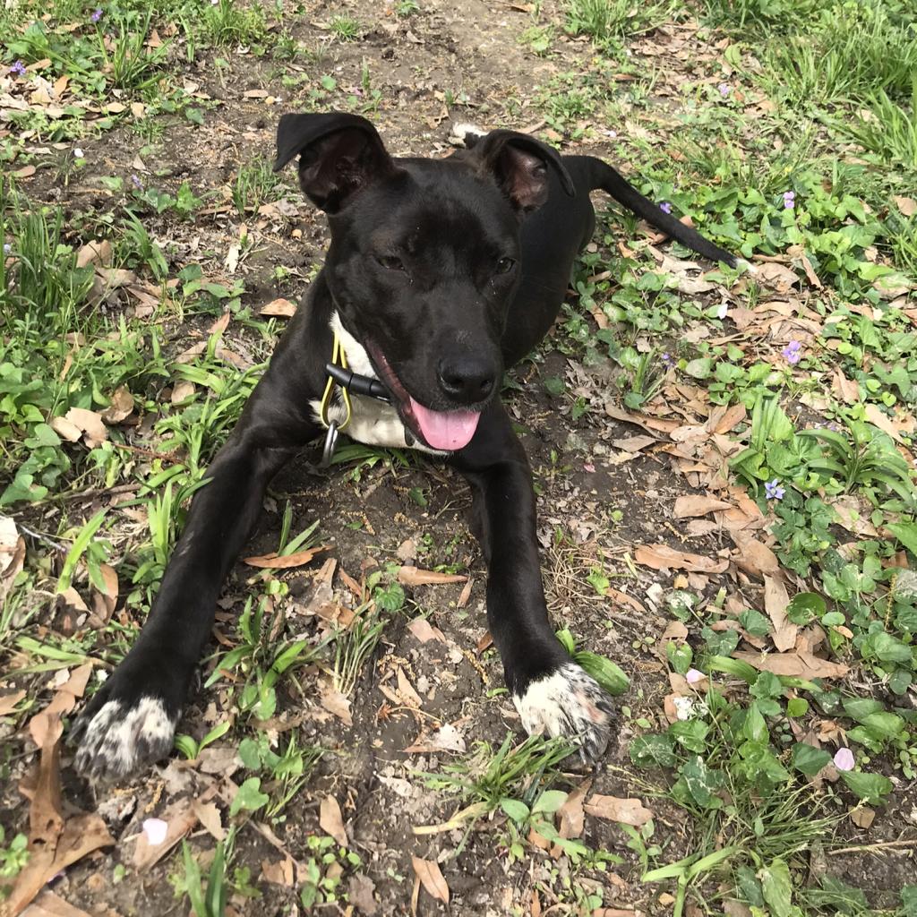 Other Photos of thie Dog