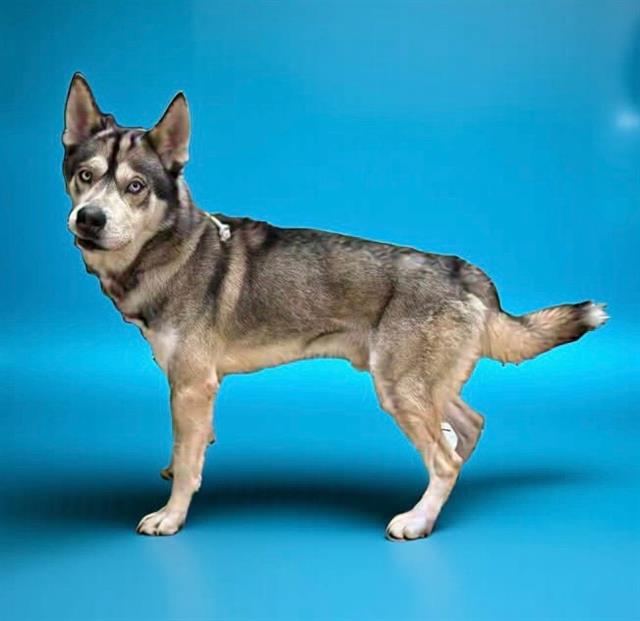 Main Photo of this Dog