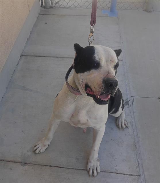 Other Photos of thie Dog