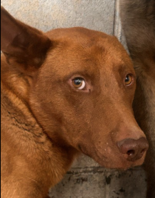 Other Photos of thie Dog