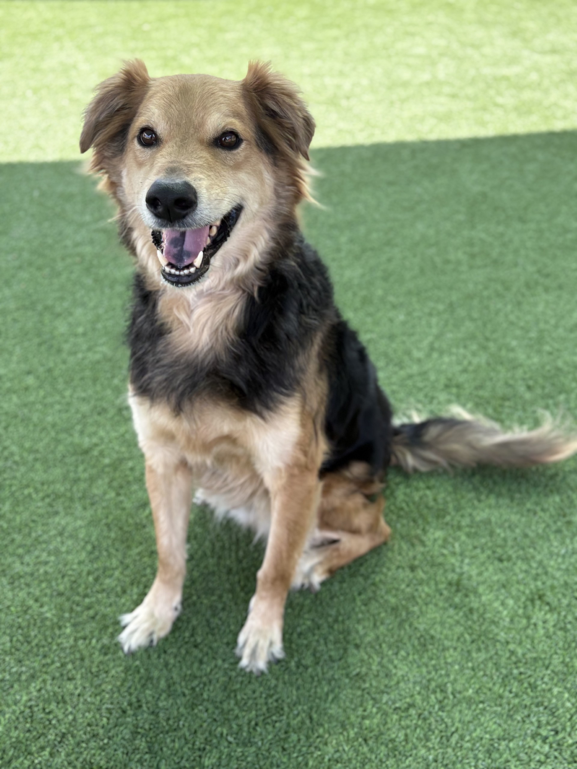 Paco, a German Shepherd, available for adoption