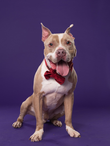 Cash13, a Pit Bull Terrier, available for adoption