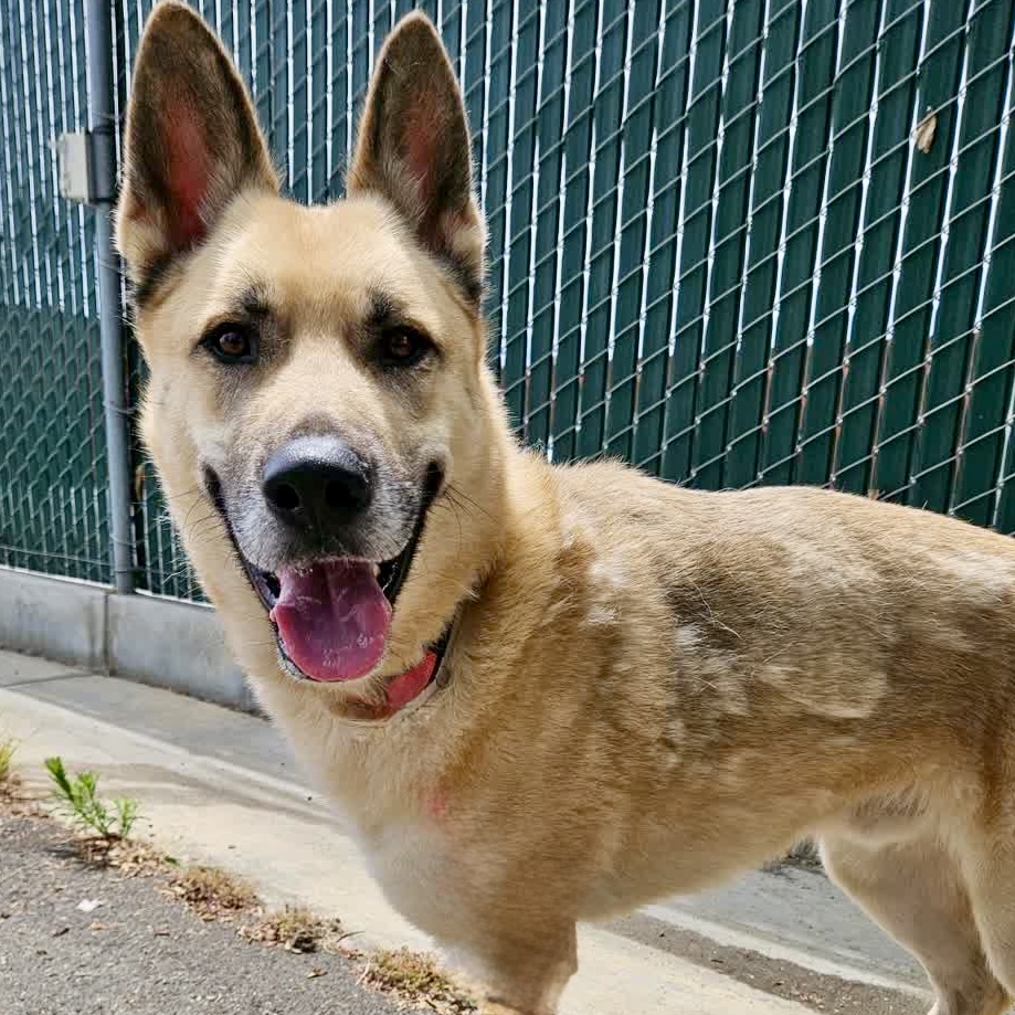 Blacky, a German Shepherd, available for adoption