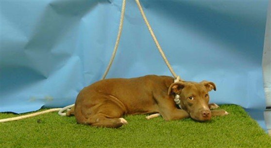 Other Photos of thie Dog