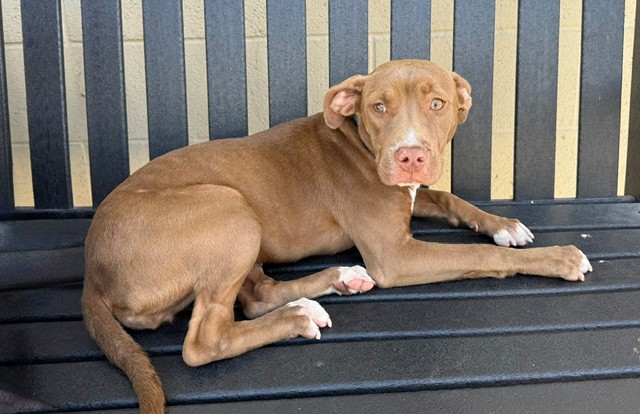 A5788473, a Pit Bull Terrier, available for adoption
