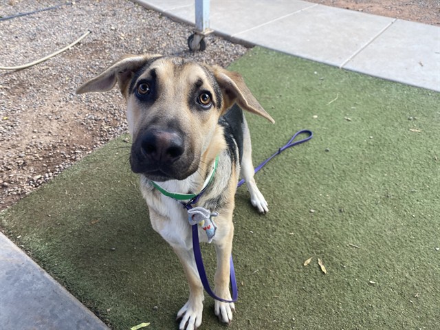 Paddington, a German Shepherd (mix breed), available for adoption