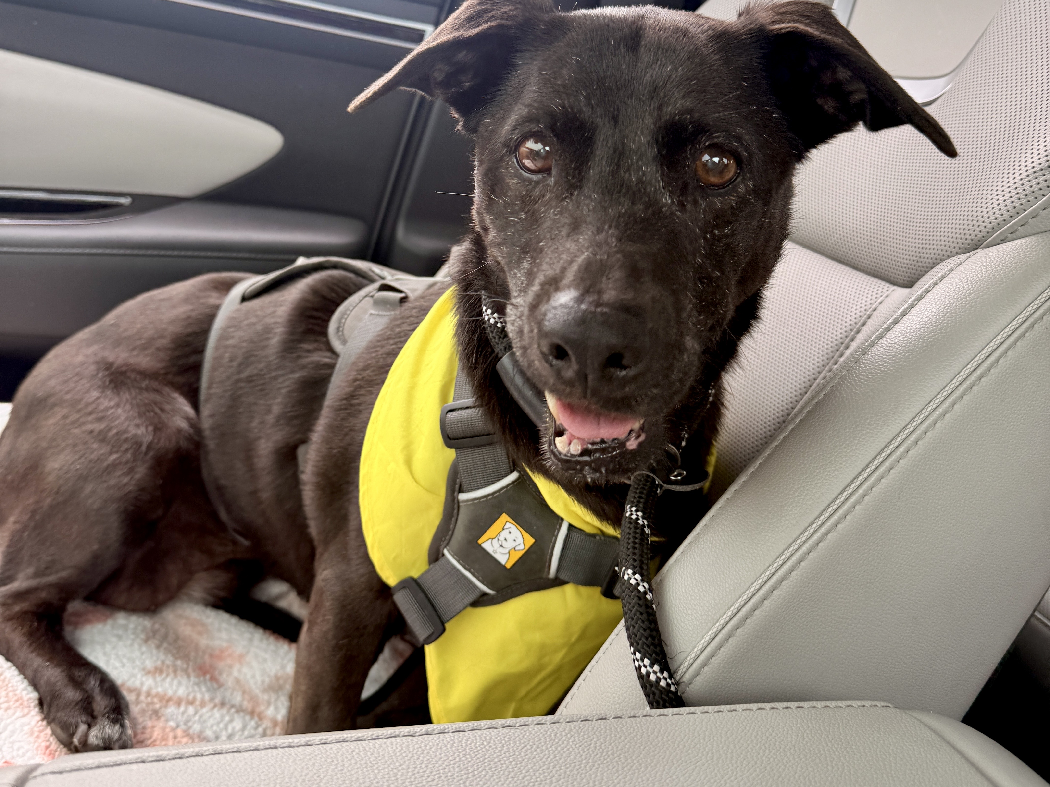 Scarlet, a Dachshund, available for adoption