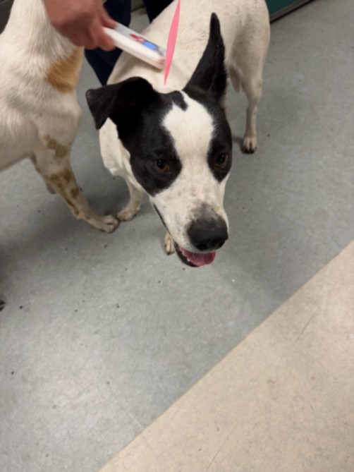 Raven, a Australian Cattle Dog/Blue Heeler, available for adoption