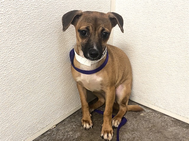 Miss Muffet, a Chihuahua, available for adoption