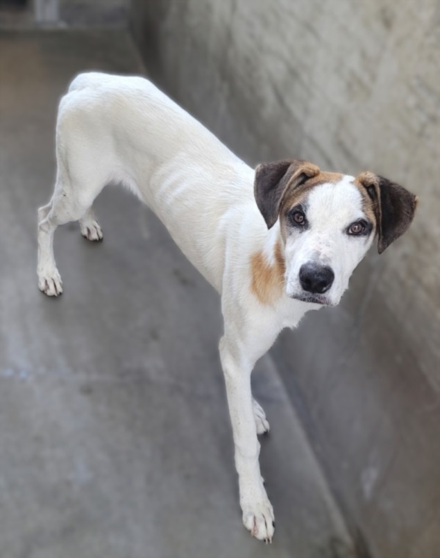 Randall, a Australian Cattle Dog/Blue Heeler, available for adoption