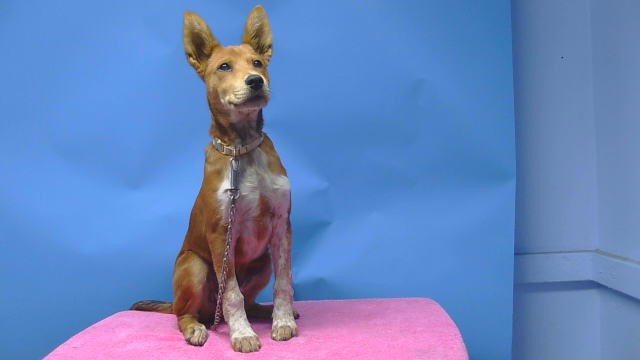 A5791195, a German Shepherd, available for adoption