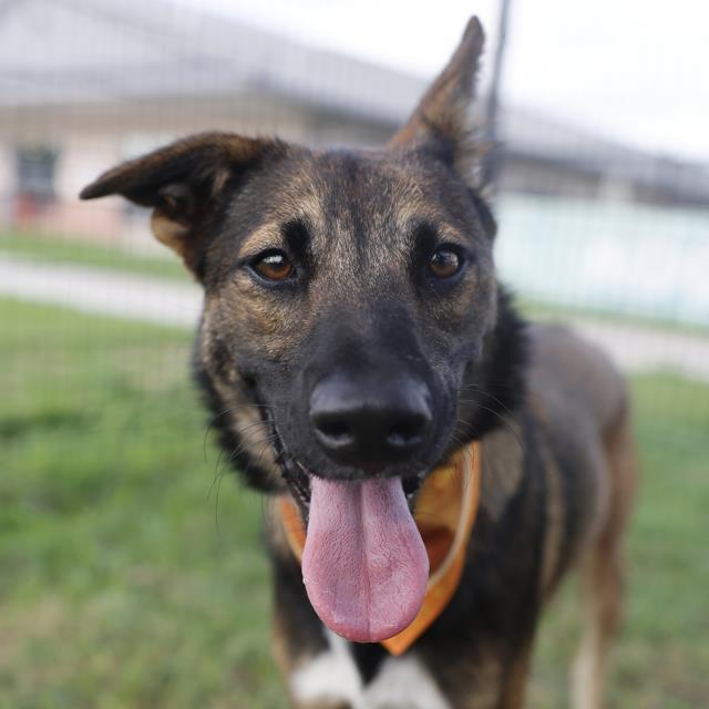 Pashmina, a Shepherd (mix breed), available for adoption