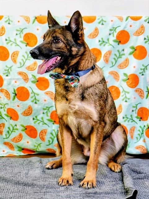 Athena, a Shepherd, available for adoption