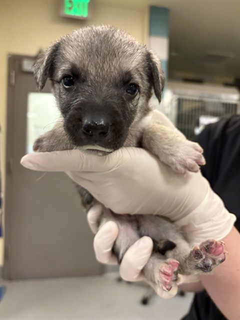 Emrald, a German Shepherd, available for adoption
