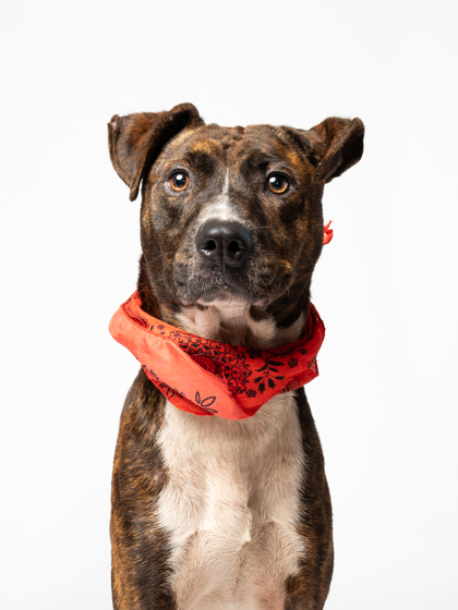 Grady, a American Staffordshire Terrier, available for adoption