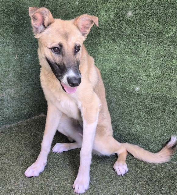 Nina, a German Shepherd, available for adoption