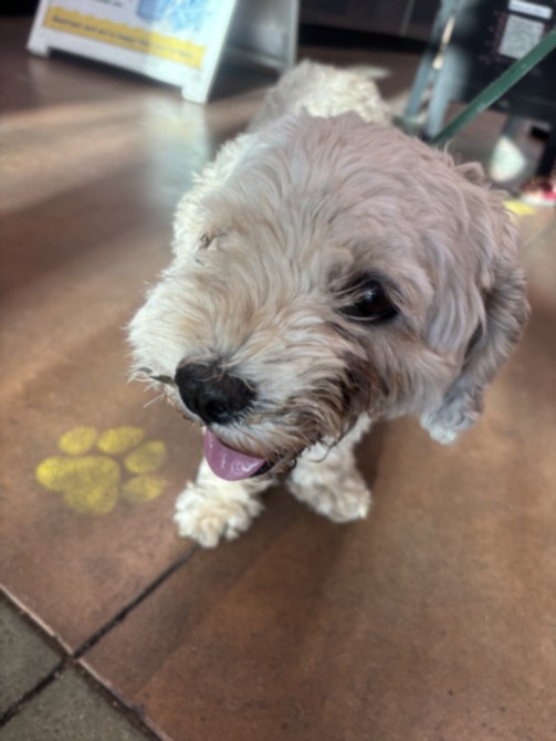 Mezzra, a Wheaten Terrier, available for adoption