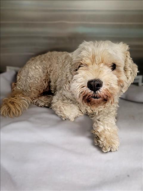 Mezzra, a Wheaten Terrier, available for adoption
